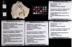 Foto (Objket + Etiketten) von Decapoda indet. 